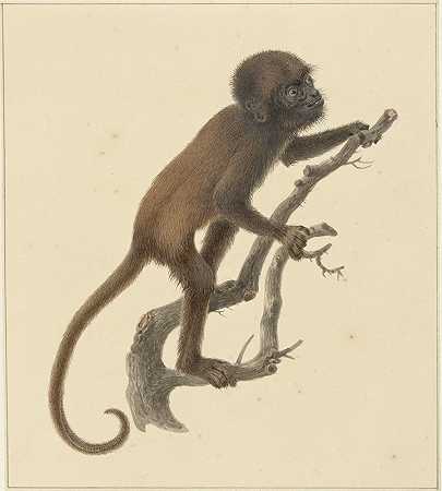 Pieter Pietersz的《猴子》
