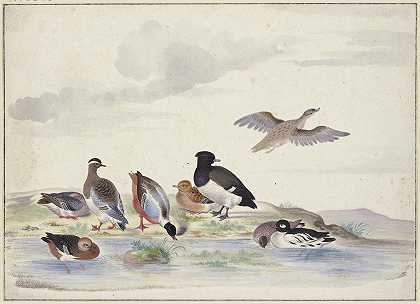 Pieter Holsteyn I的《水中八只不同种类的鸭子》