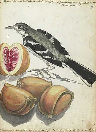 Jan Brandes的“Wagtail with Fruit”