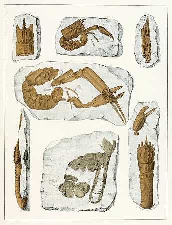 Antonín Frič的《波希米亚白垩地层Pl.4的甲壳类动物》