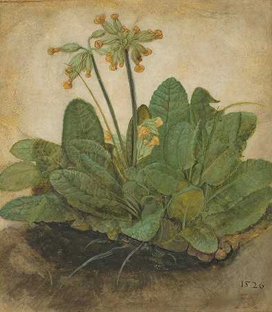 阿尔布雷希特·杜勒（Albrecht Dürer）的《牛柳簇》