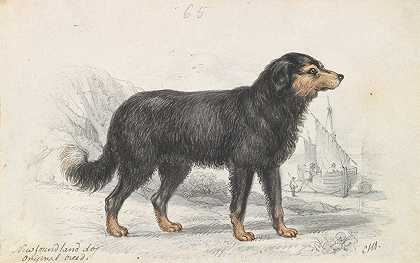 “纽芬兰犬，由查尔斯·汉密尔顿·史密斯原创饲养