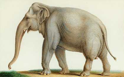 尼古拉斯·休特的《印度象》