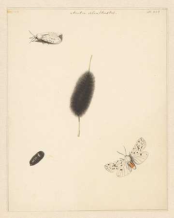 阿尔伯特·斯滕贝根（Albertus Steenbergen）的关于曼氏槟榔的毛虫、茧和展翅蛾的研究报告