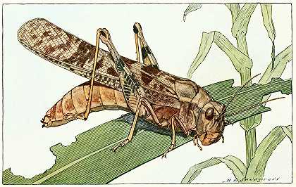 罗伯特·埃文斯·斯诺德格拉斯的《卡罗来纳蝗虫》