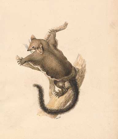 塞缪尔·霍伊特的《飞翔的松鼠》