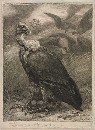 Félix Bracquemond的《秃鹫》