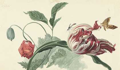 《郁金香和罂粟花》，威廉·范·利恩著
