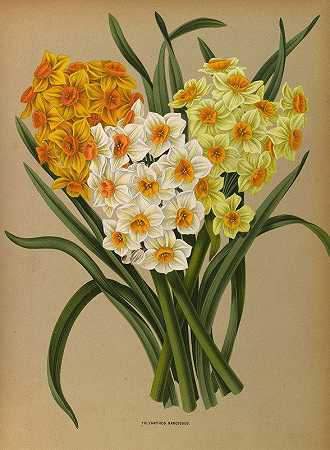 阿伦蒂娜·亨德里卡·阿伦德森的《水仙花》