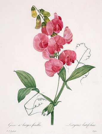 Pierre Joseph Redouté的《Lathyrus latifolius（永恒豌豆）》