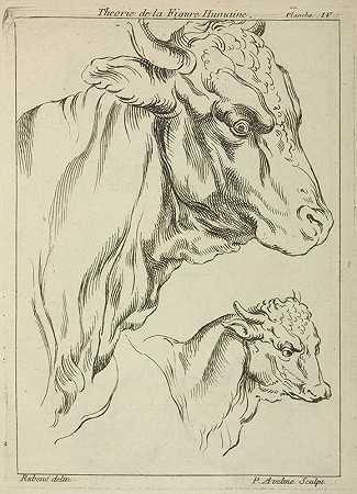 彼得·保罗·鲁本斯的《两只公牛的头颈轮廓》