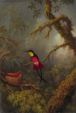 马丁·约翰逊·海德的《一对嵌套的深红黄玉蜂鸟》