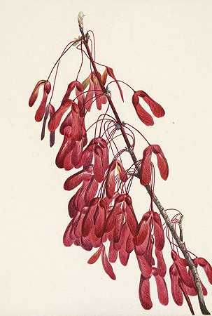 玛丽·沃克·沃尔科特的《卡罗莱纳枫树》