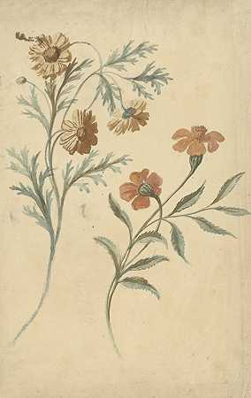 埃利亚斯·范·奈梅根《红色和棕色花朵的花朵研究》