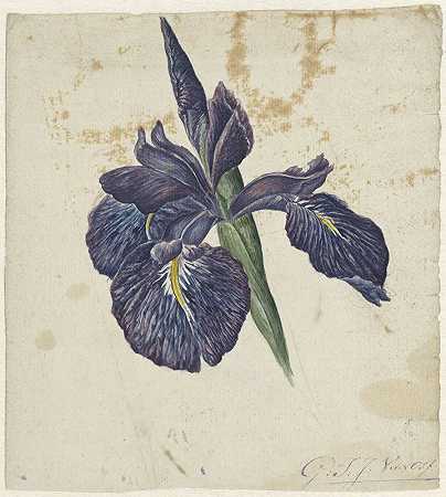 乔治·雅各布斯·约翰内斯·范·奥斯的《鸢尾花》