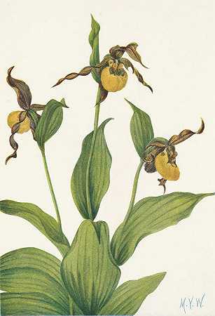 玛丽·沃克·沃尔科特（Mary Vaux Walcott）的《小黄丽姬》（Cypripedium parviflorum）