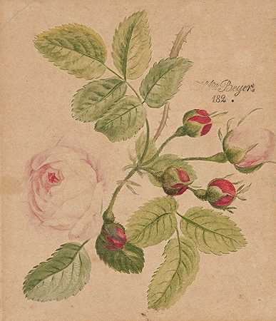 Henryka Beyer的《玫瑰枝zerrosa centfolia》