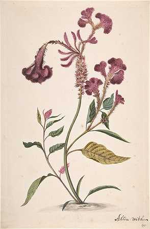 Alida Withoos的《Hanekam（Celosia argentea）研究》