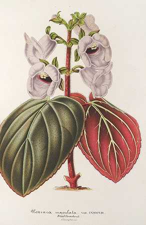 Charles Antoine Lemaire的“Gloxinia maculata var.insignis”