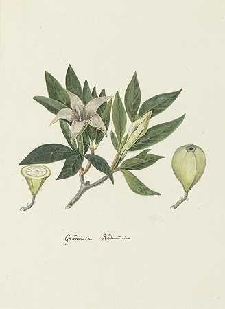 罗伯特·雅各布·戈登（Robert Jacob Gordon）所著的“罗曼尼花（Rothmannia capensis Thunb），原名栀子花（gardenia capensis Druce）”