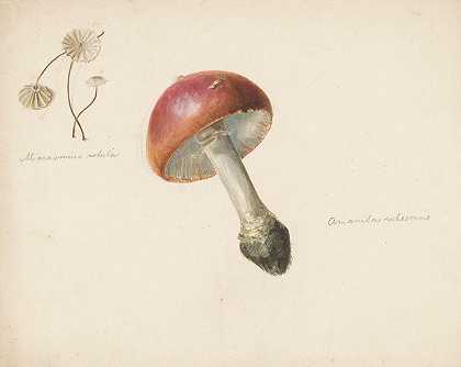 Albertus Steenbergen的关于蘑菇、悬霜鹅膏菌和旋转马拉斯米菌的研究报告