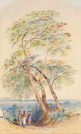 爱德华·李尔（Edward Lear）的《树木研究》，印度毛癣