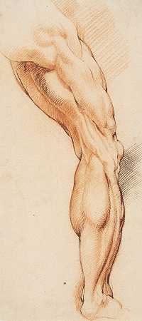 解剖学研究（écorché）。从后面看，一名男子剥皮的右腿，由威廉·潘尼尔斯向右拐