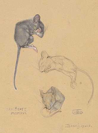Bernard Willem Wierink对森林老鼠的三项研究