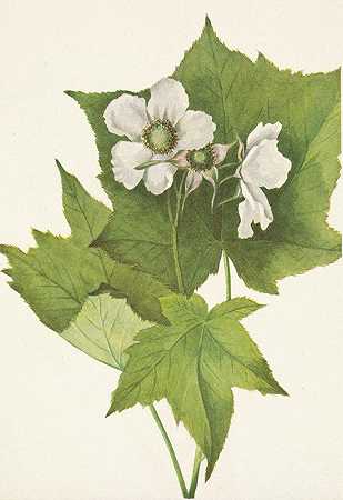玛丽·沃克·沃尔科特的《白花覆盆子.小花悬钩子》
