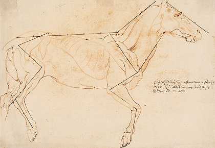 Willem Pannels的《解剖学与比例研究：一匹马》