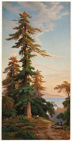 《加州圣克鲁斯山红杉树》约翰·罗斯·基著