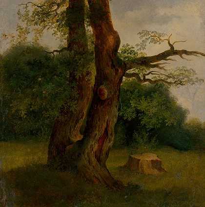 Jozef Božetech Klemens的《落叶树研究》