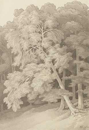 约翰·怀特·阿博特的《树林中的树》