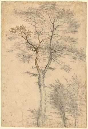 Fra Bartolomeo的《树木的三项研究》
