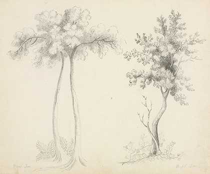 玛丽·阿尔塔·尼姆斯的《乌帕斯和枫树研究》