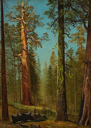 阿尔伯特·比尔斯塔特（Albert Bierstadt）的《加州马里波萨格罗夫灰熊巨人红杉》（The Grizzly Giant Sequoia，Mariposa Grove，California）