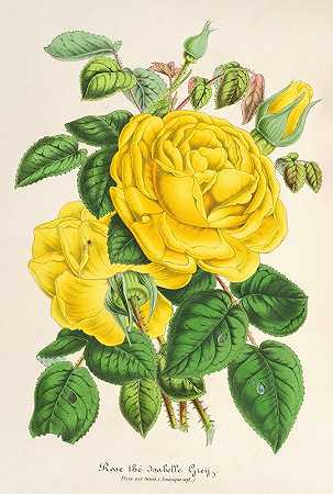 查尔斯·安托万·勒梅尔的《伊莎贝尔·格雷玫瑰》