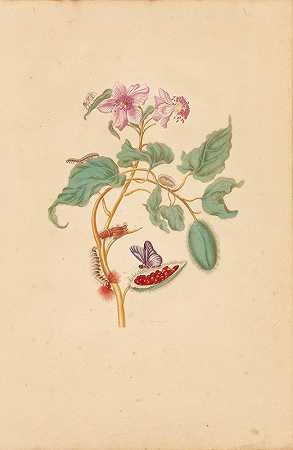 玛丽亚·西比拉·梅里安（Maria Sibylla Merian）的《毛毛虫、蛾和蝴蝶的罗库树》