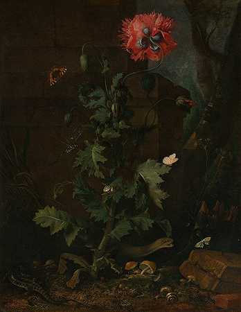 奥托·马修斯·范·施里克的《罂粟、昆虫和爬行动物的静物》