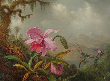 马丁·约翰逊·海德的《兰花与蜂鸟》