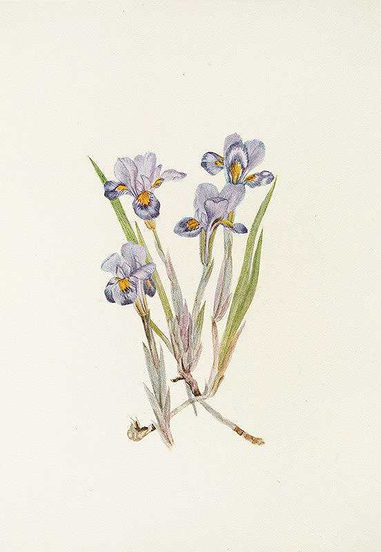 玛丽·沃克·沃尔科特的《春天的鸢尾花》（Iris verna）