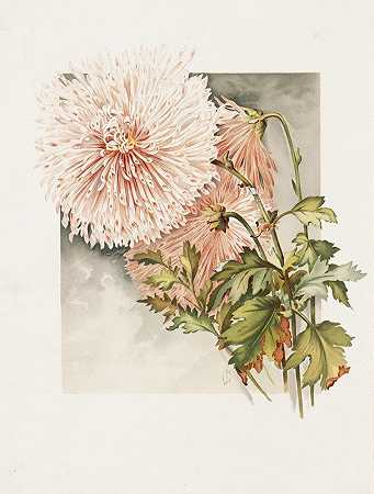 詹姆斯·卡洛希尔的《菊花》