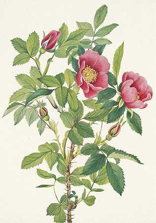 “Bourgeau玫瑰（花）。Mary Vaux Walcott的玫瑰
