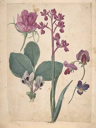 雅克·勒·莫恩·德·莫格斯的《花的研究》一朵玫瑰、一朵心梗、一朵甜豌豆、一朵花园豌豆和一朵松花兰花