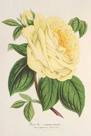 “查尔斯·安托万·莱迈尔发现的玫瑰（茶）L孩子