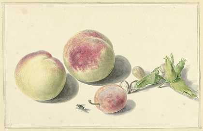 “桃子、坚果、李子和苍蝇，出自伊丽莎白·格特鲁伊达·范·德·卡斯特尔的《米歇尔·范·胡苏姆》