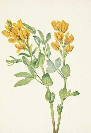 Mary Vaux Walcott的《金豌豆.菱形Thermopsis rhombifolia》