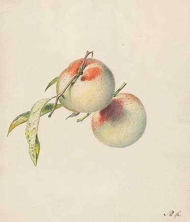 阿尔伯特·斯滕贝根的《茎上的两个桃子》