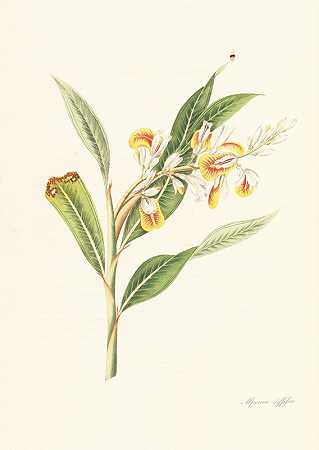 威廉·罗斯科的《Monandrian Plants》