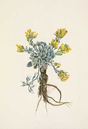 “双囊荚（花）。玛丽·沃克·沃尔科特（Mary Vaux Walcott）的双囊荚果（Physaria didymocarpa）